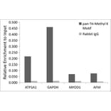 Chromatin Immunoprecipitation - Anti-pan-tri-methyl Lysine Antibody (A309579) - Antibodies.com