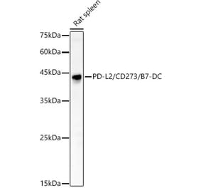 Western Blot - Anti-PD-L2 Antibody (A309581) - Antibodies.com