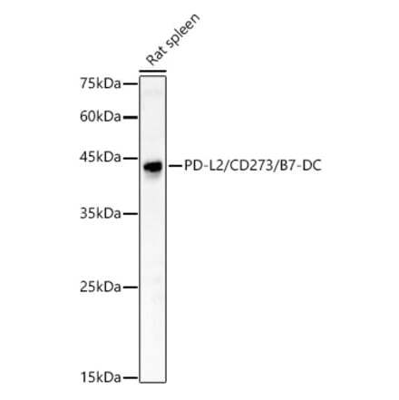 Western Blot - Anti-PD-L2 Antibody (A309581) - Antibodies.com