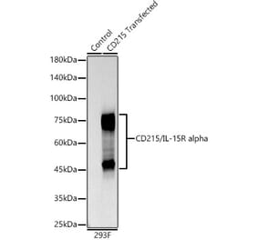 Western Blot - Anti-IL-15RA Antibody [ARC55696] (A309582) - Antibodies.com
