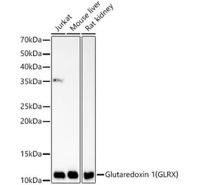 Western Blot - Anti-Glutaredoxin 1 Antibody [ARC59054] (A309585) - Antibodies.com