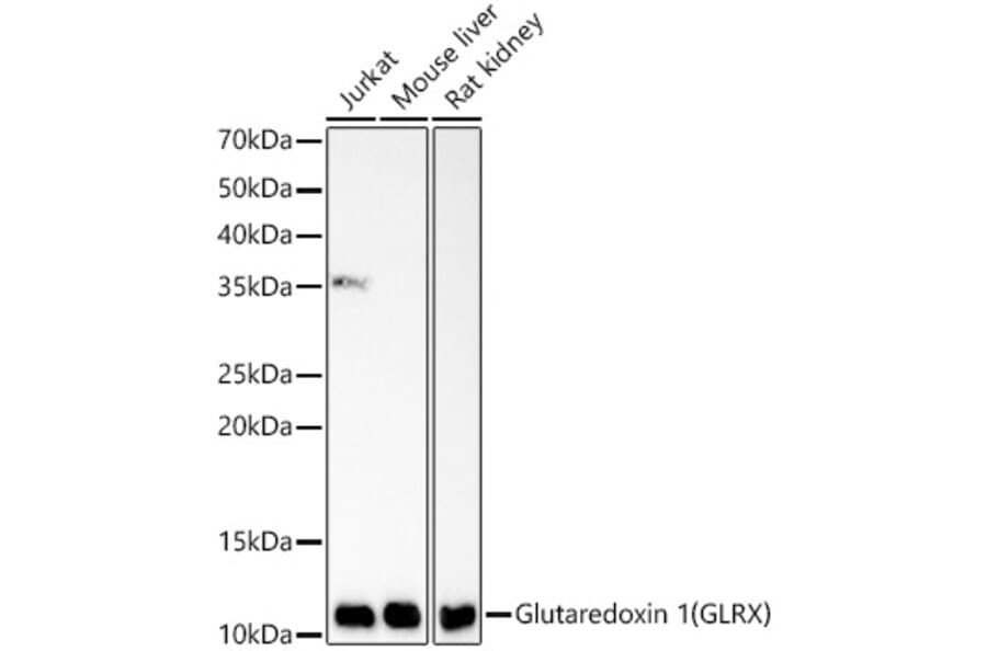 Western Blot - Anti-Glutaredoxin 1 Antibody [ARC59054] (A309585) - Antibodies.com