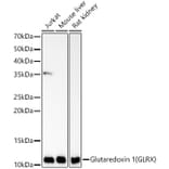 Western Blot - Anti-Glutaredoxin 1 Antibody [ARC59054] (A309585) - Antibodies.com