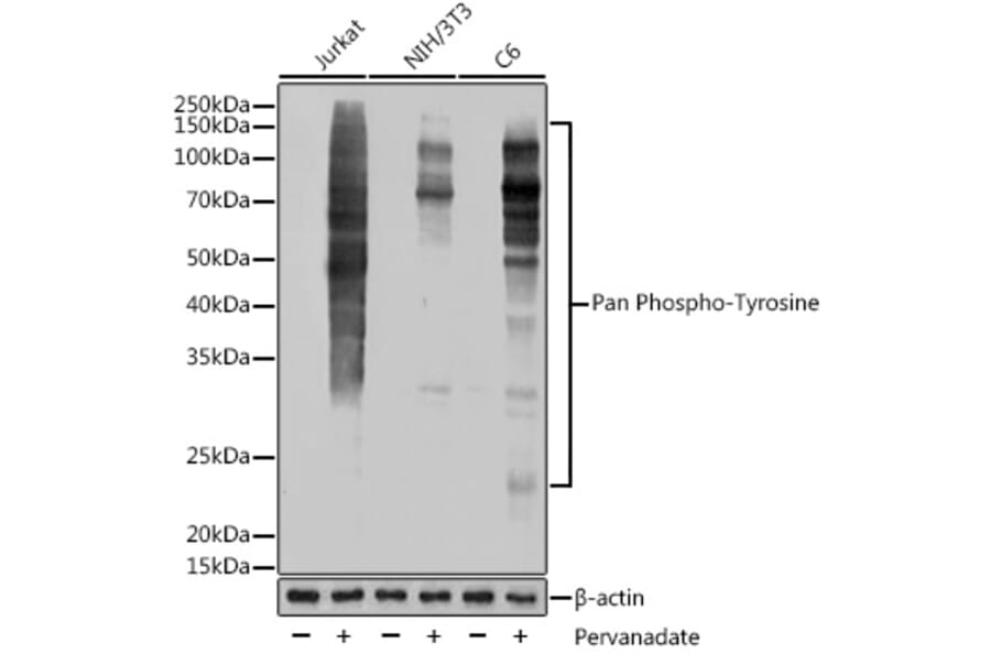 Western Blot - Anti-pan phospho Tyrosine Antibody [ARC54383] (A309587) - Antibodies.com