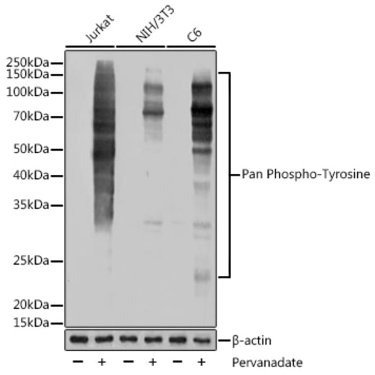 Western Blot - Anti-pan phospho Tyrosine Antibody [ARC54383] (A309587) - Antibodies.com