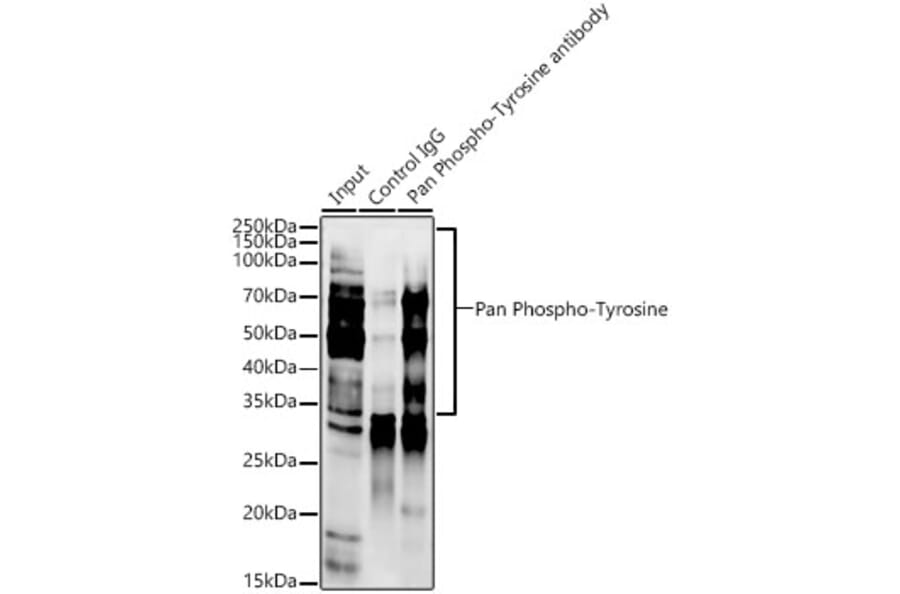 Western Blot - Anti-pan phospho Tyrosine Antibody [ARC54383] (A309587) - Antibodies.com