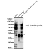 Western Blot - Anti-pan phospho Tyrosine Antibody [ARC54383] (A309587) - Antibodies.com