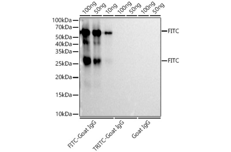 Western Blot - Anti-FITC/5-FAM/6-FAM Antibody [ARC51073] (A309592) - Antibodies.com