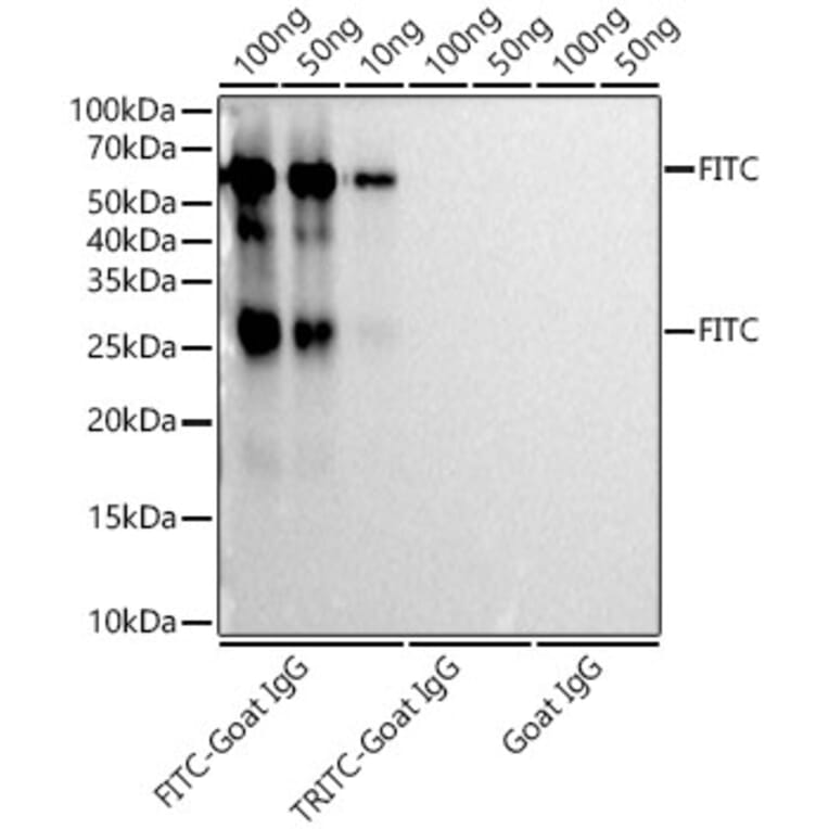 Western Blot - Anti-FITC/5-FAM/6-FAM Antibody [ARC51073] (A309592) - Antibodies.com