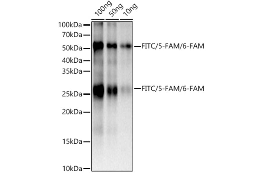 Western Blot - Anti-FITC/5-FAM/6-FAM Antibody [ARC51071] (A309593) - Antibodies.com