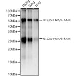 Western Blot - Anti-FITC/5-FAM/6-FAM Antibody [ARC51071] (A309593) - Antibodies.com