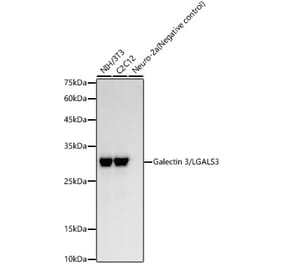 Western Blot - Anti-Galectin 3 Antibody [ARC58277] (A309596) - Antibodies.com