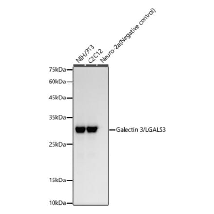 Western Blot - Anti-Galectin 3 Antibody [ARC58277] (A309596) - Antibodies.com