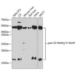 Western Blot - Anti-pan di-methyl Lysine Antibody (A309597) - Antibodies.com