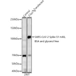 Western Blot - Anti-SARS-CoV2 Spike Glycoprotein S1 Antibody [ARC2373] (A309598) - Antibodies.com