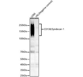 Western Blot - Anti-Syndecan-1 Antibody (A309602) - Antibodies.com