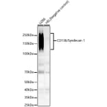 Western Blot - Anti-Syndecan-1 Antibody [ARC60160] (A309602) - Antibodies.com