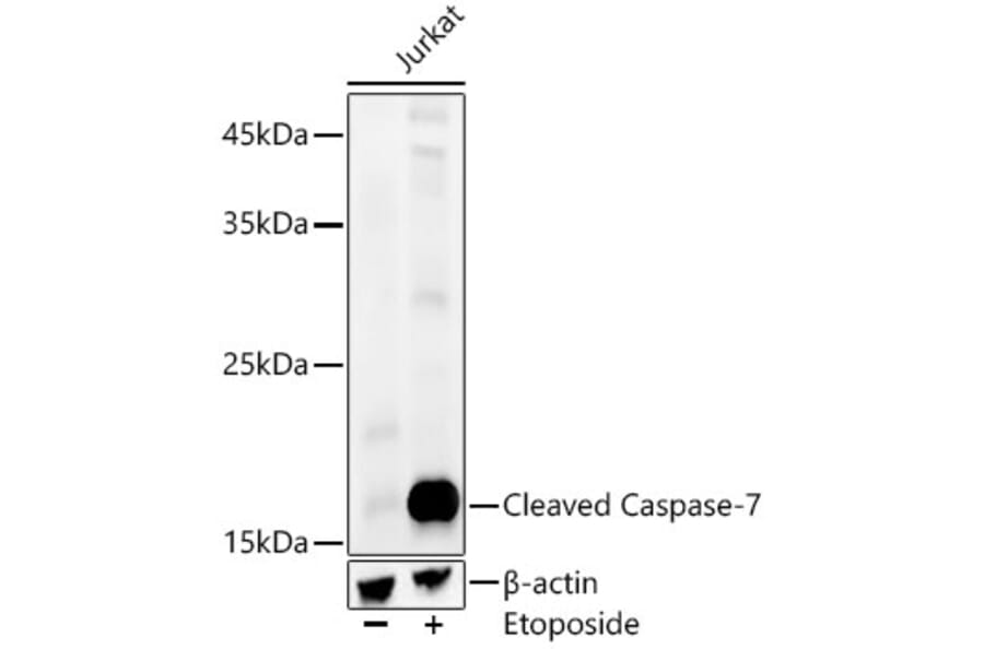 Western Blot - Anti-Cleaved Caspase-7 Antibody [ARC58776] (A309612) - Antibodies.com
