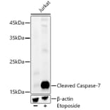 Western Blot - Anti-Cleaved Caspase-7 Antibody [ARC58776] (A309612) - Antibodies.com