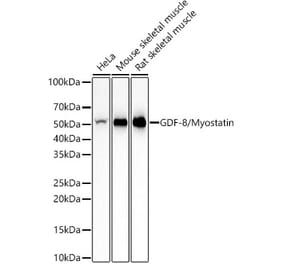 Western Blot - Anti-GDF8 / Myostatin Antibody [ARC57469] (A309614) - Antibodies.com