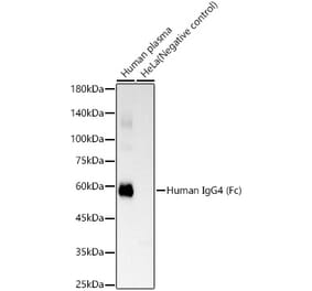 Western Blot - Anti-Human IgG Antibody [ARC60037] (A309617) - Antibodies.com