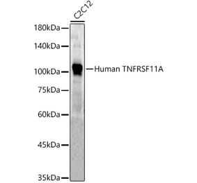 Western Blot - Anti-RANK Antibody (A309626) - Antibodies.com