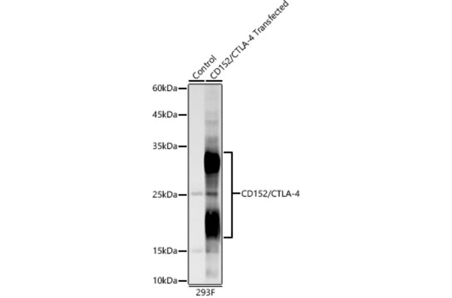 Western Blot - Anti-CTLA4 Antibody (A309628) - Antibodies.com