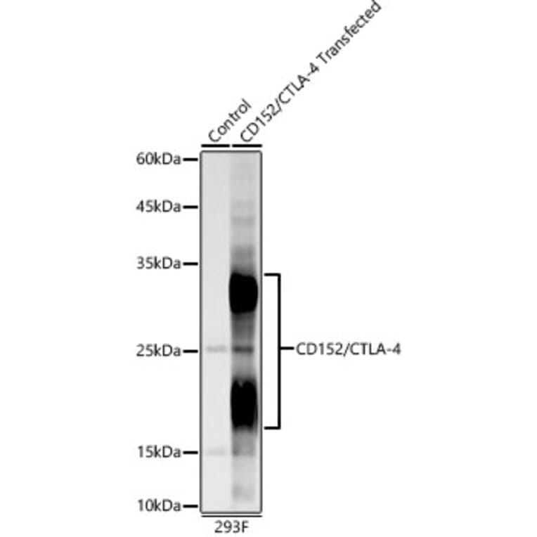 Western Blot - Anti-CTLA4 Antibody (A309628) - Antibodies.com