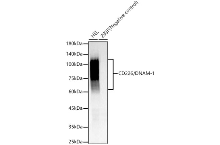 Western Blot - Anti-CD226 Antibody (A309629) - Antibodies.com