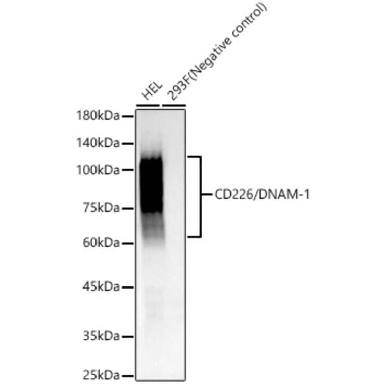 Western Blot - Anti-CD226 Antibody (A309629) - Antibodies.com
