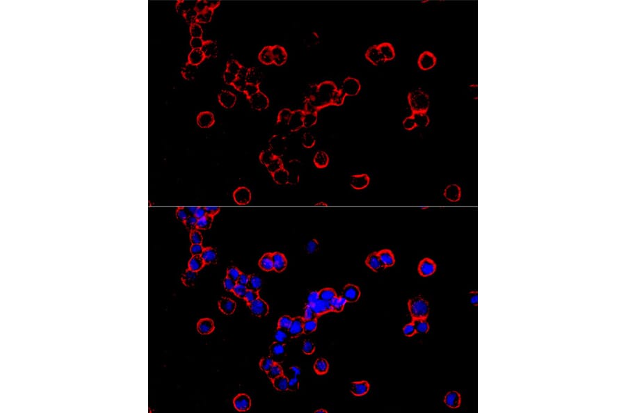 Immunofluorescence - Anti-DMT1 Antibody [ARC59972] (A309631) - Antibodies.com