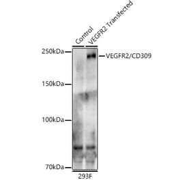 Western Blot - Anti-VEGF Receptor 2 Antibody [ARC60206] (A309633) - Antibodies.com