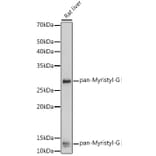 Western Blot - Anti-pan myristoyl Glycine Antibody (A309647) - Antibodies.com
