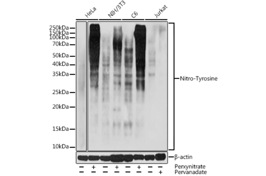 Western Blot - Anti-nitro Tyrosine Antibody (A309648) - Antibodies.com