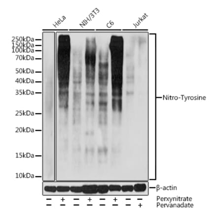Western Blot - Anti-nitro Tyrosine Antibody (A309648) - Antibodies.com
