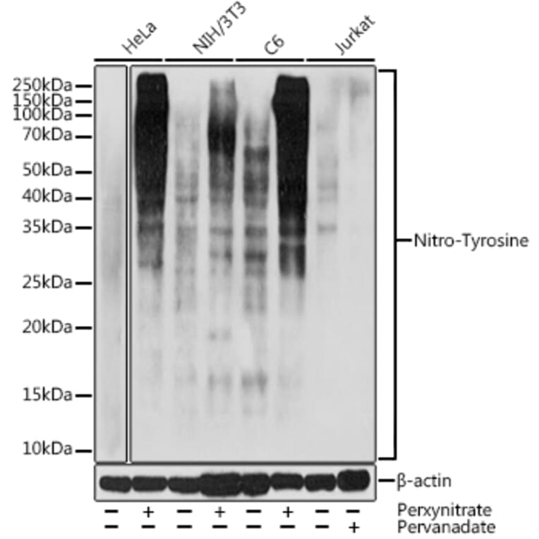 Western Blot - Anti-nitro Tyrosine Antibody (A309648) - Antibodies.com