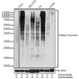 Western Blot - Anti-nitro Tyrosine Antibody (A309648) - Antibodies.com