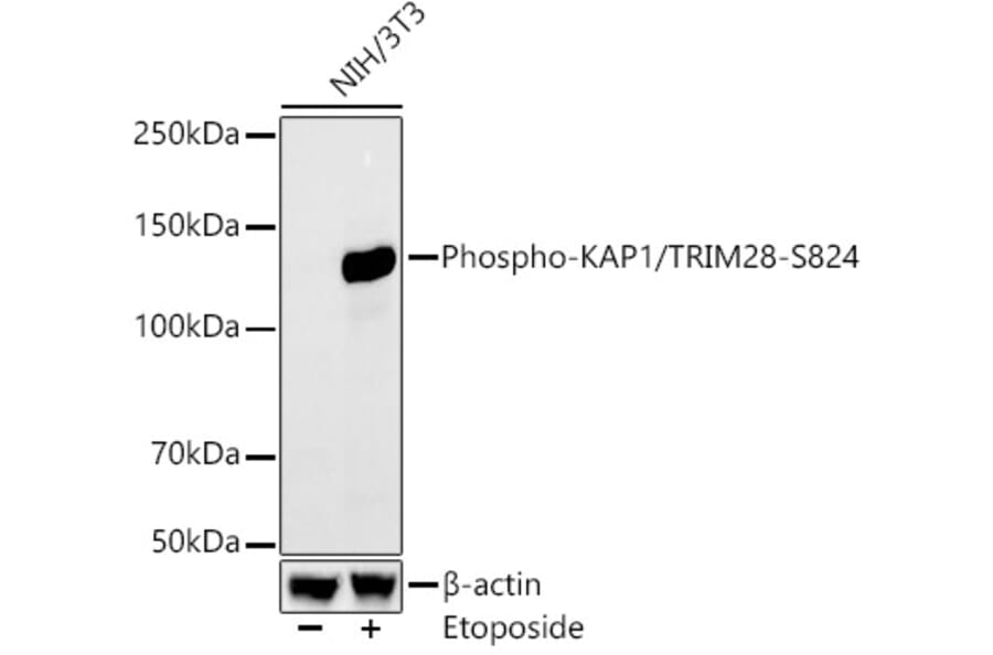 Western Blot - Anti-KAP1 (phospho Ser824) Antibody [ARC59356] (A309649) - Antibodies.com