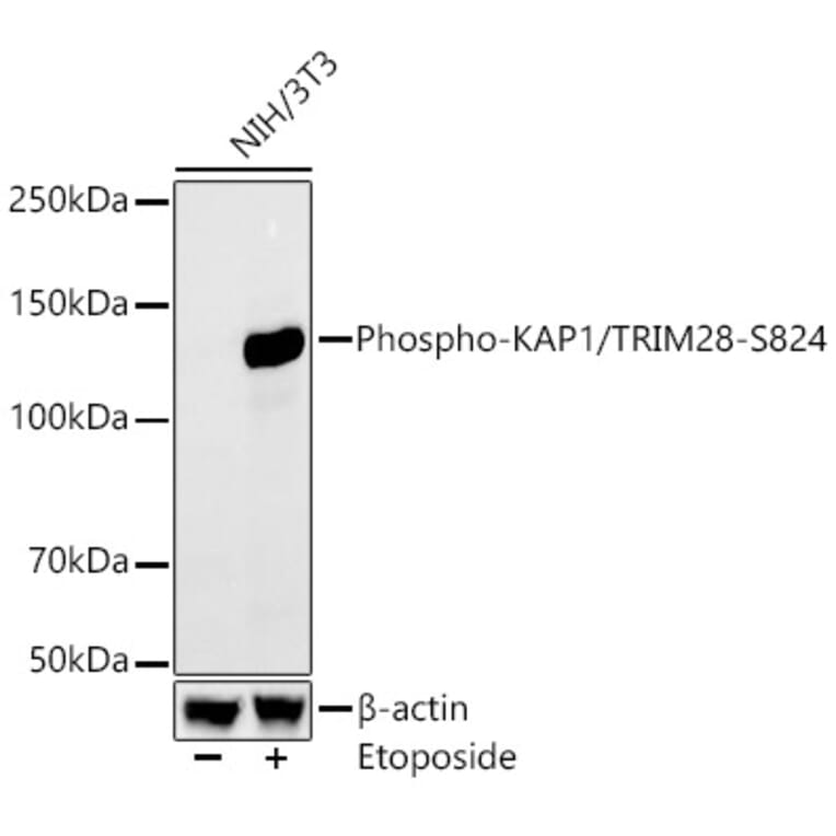 Western Blot - Anti-KAP1 (phospho Ser824) Antibody [ARC59356] (A309649) - Antibodies.com
