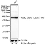 Western Blot - Anti-Detyrosinated alpha Tubulin (acetyl Lys40) Antibody (A309651) - Antibodies.com