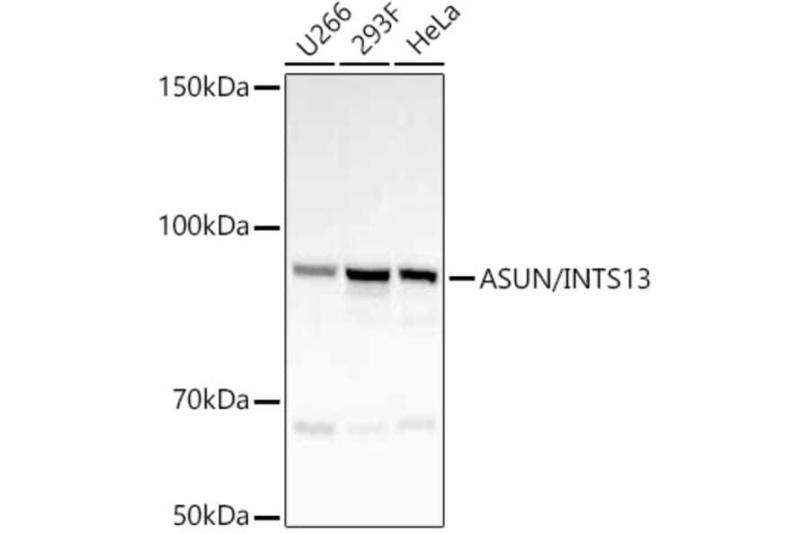 Western Blot - Anti-INTS13 Antibody [ARC55758] (A309652) - Antibodies.com