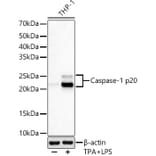 Western Blot - Anti-Caspase-1 Antibody [ARC60705] (A309653) - Antibodies.com