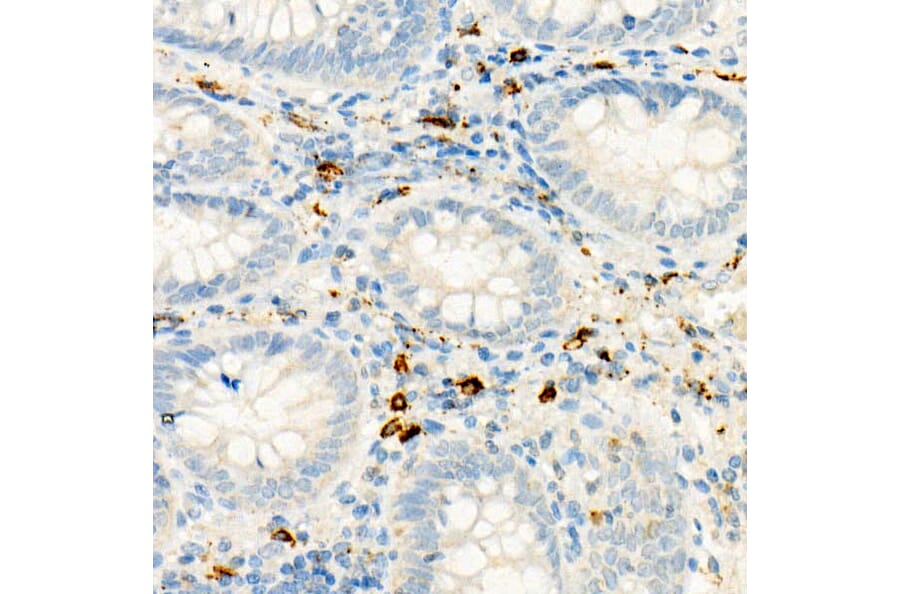 Immunohistochemistry - Anti-c-Kit Antibody [ARC56007] (A309654) - Antibodies.com