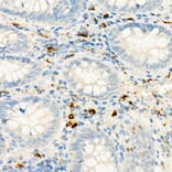 Immunohistochemistry - Anti-c-Kit Antibody [ARC56007] (A309654) - Antibodies.com