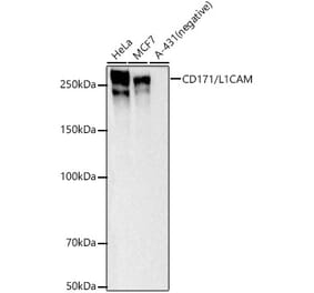 Western Blot - Anti-L1CAM Antibody [ARC57419] (A309655) - Antibodies.com