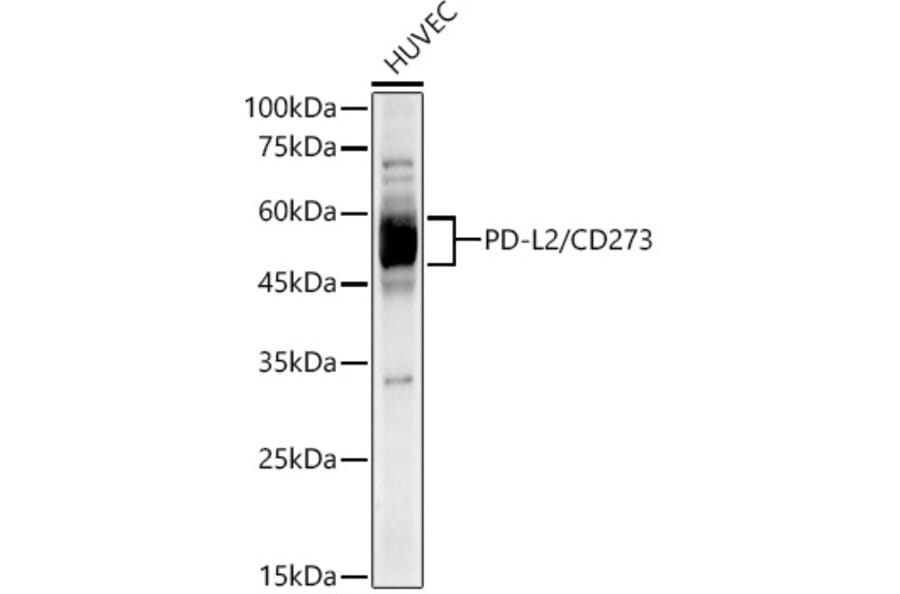 Western Blot - Anti-PD-L2 Antibody [ARC60190] (A309669) - Antibodies.com