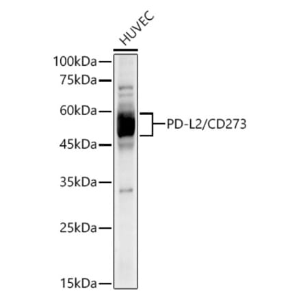Western Blot - Anti-PD-L2 Antibody [ARC60190] (A309669) - Antibodies.com