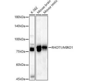 Western Blot - Anti-MIRO1 Antibody (A309670) - Antibodies.com