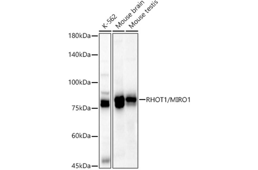 Western Blot - Anti-MIRO1 Antibody (A309670) - Antibodies.com