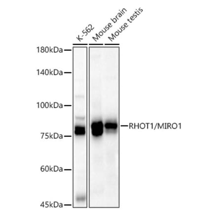 Western Blot - Anti-MIRO1 Antibody (A309670) - Antibodies.com